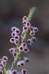 Erica umbelliflora