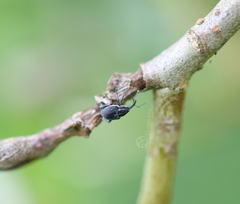 Archarius salicivorus