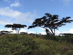 Vachellia abyssinica