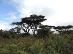 Vachellia abyssinica