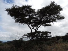 Vachellia abyssinica