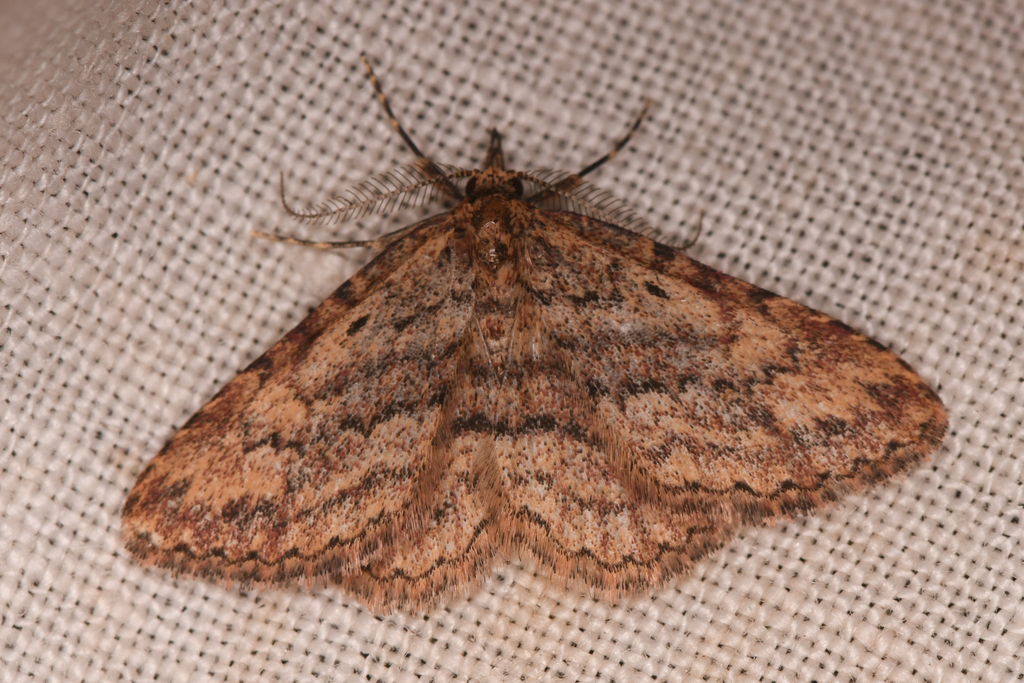 Mycterophora monticola
