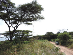 Vachellia abyssinica