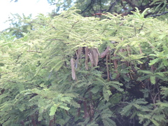 Vachellia abyssinica