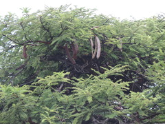 Vachellia abyssinica