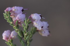 Erica umbelliflora