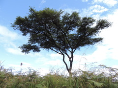 Vachellia abyssinica