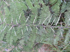 Vachellia abyssinica