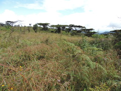 Vachellia abyssinica