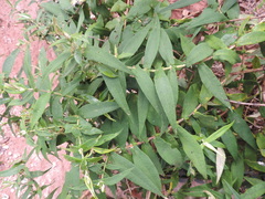 Buddleja salviifolia