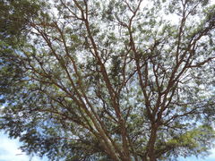Buddleja salviifolia