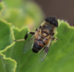 Eristalinus