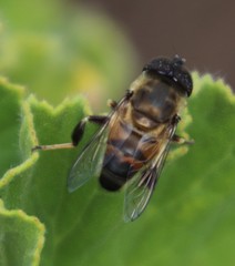 Eristalinus