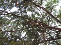 Buddleja salviifolia