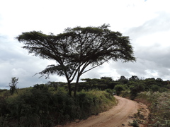 Vachellia abyssinica