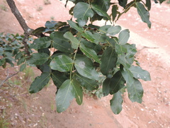 Brachystegia