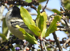 Dryoscopus cubla cubla