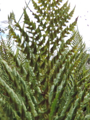 Dryopteris athamantica image