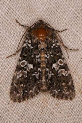 Variable Capsule Moth photo 2