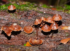 Kuehneromyces brunneoalbescens