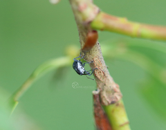 Archarius salicivorus