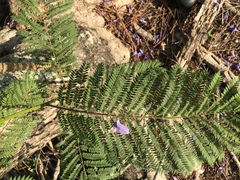 Jacaranda mimosifolia