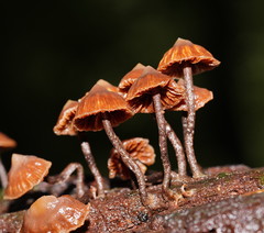 Kuehneromyces brunneoalbescens