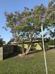 Jacaranda mimosifolia