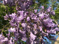 Jacaranda mimosifolia