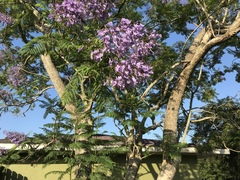 Jacaranda mimosifolia