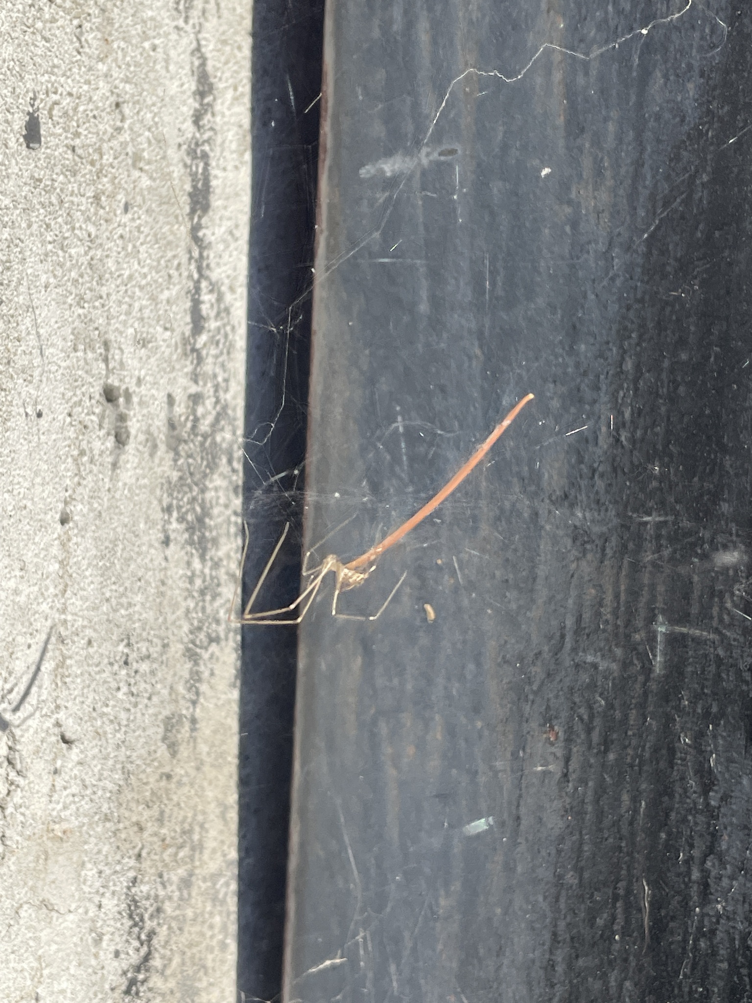 marbled cellar spider
