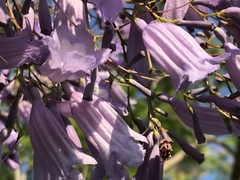 Jacaranda mimosifolia