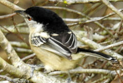 Dryoscopus cubla cubla