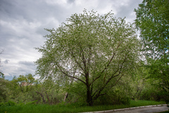 Prunus maackii
