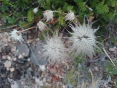 Pulsatilla tenuiloba