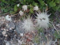 Pulsatilla tenuiloba
