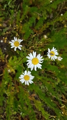 Anthemideae