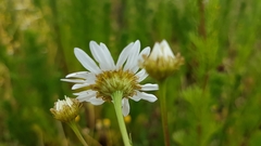 Anthemideae