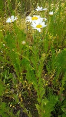 Anthemideae