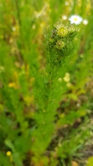 Anthemideae