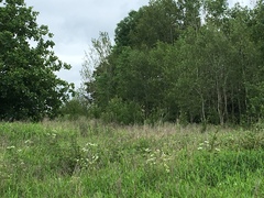 Curruca communis