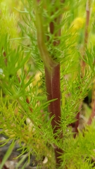 Anthemideae