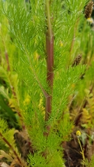 Anthemideae