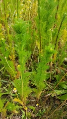 Anthemideae