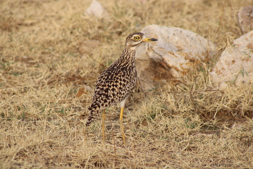 Spotted Thick-knee