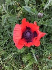 Papaver × pseudo-orientale