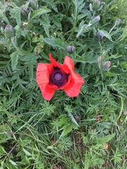 Papaver × pseudo-orientale