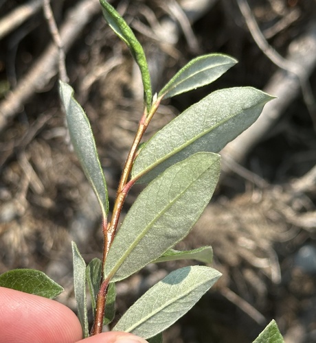 Image of Salix drummondiana by no rights reserved