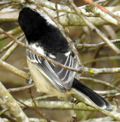 Dryoscopus cubla cubla