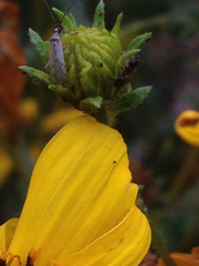 Engytatus modestus